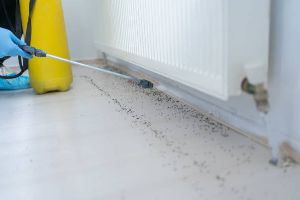 Best Termite Control Services  in Edgeworth, PA